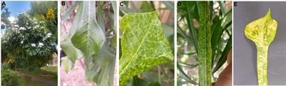 Infection of groundnut ringspot virus in Plumeria pudica characterized by irregular virus distribution and intermittent expression of symptoms